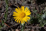 Ccottony goldenaster